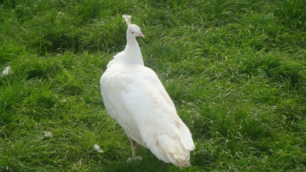 white peacock